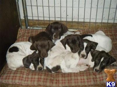 German Shorthaired Pointer Puppies for Sale